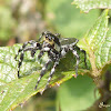 Black and white jumping spider