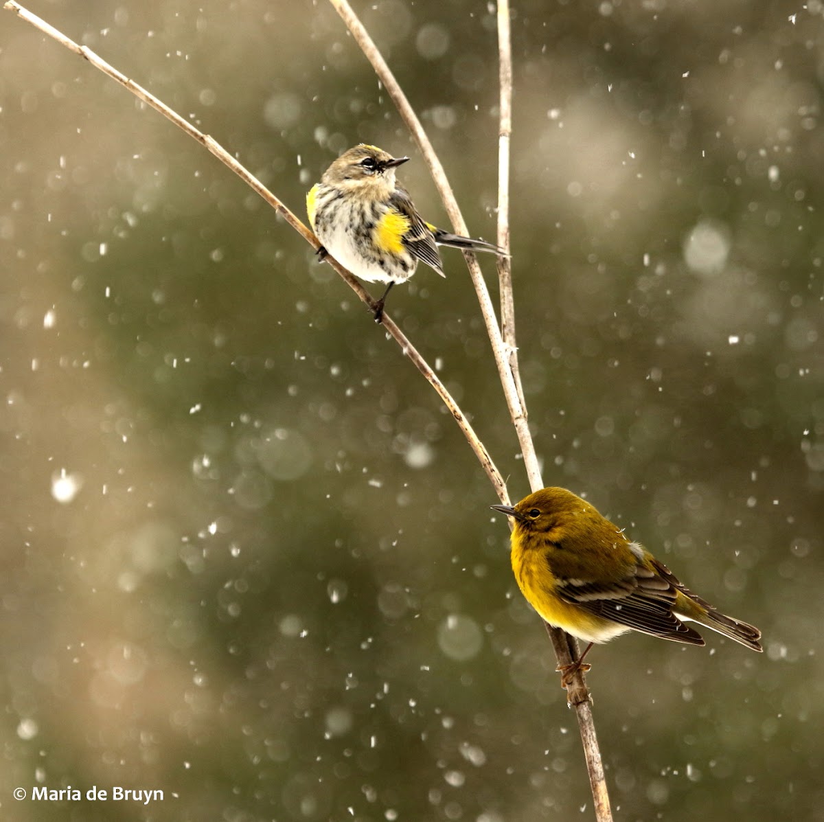 Yellow-rumped warbler with pine warbler