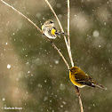 Yellow-rumped warbler with pine warbler