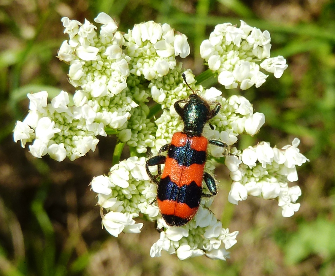Red & Blue Soldier Beetle