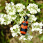 Red & Blue Soldier Beetle