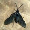 Altilis Wasp Moth