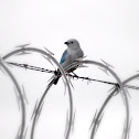 Blue-gray Tanager