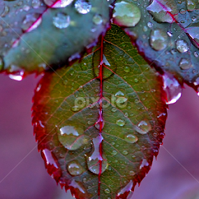 by Randy Young - Nature Up Close Leaves & Grasses