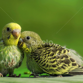 ETERNAL LOVE by Avik Mondal - Animals Birds