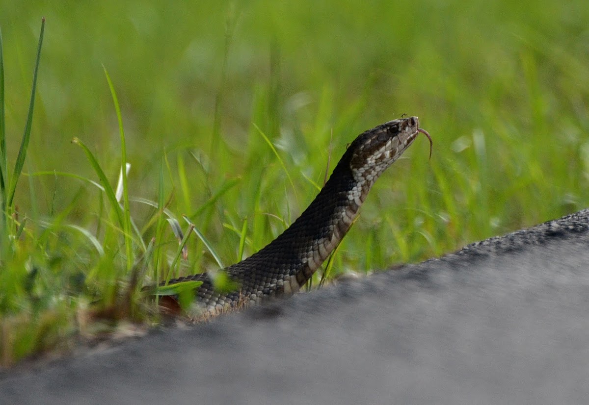 Water Moccasin Project Noah