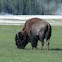 American Bison