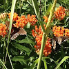 Butterfly Milkweed