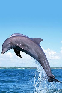 Penguin and Dolphin Wallpaper Screenshots 0