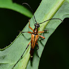 Flower Longhorn