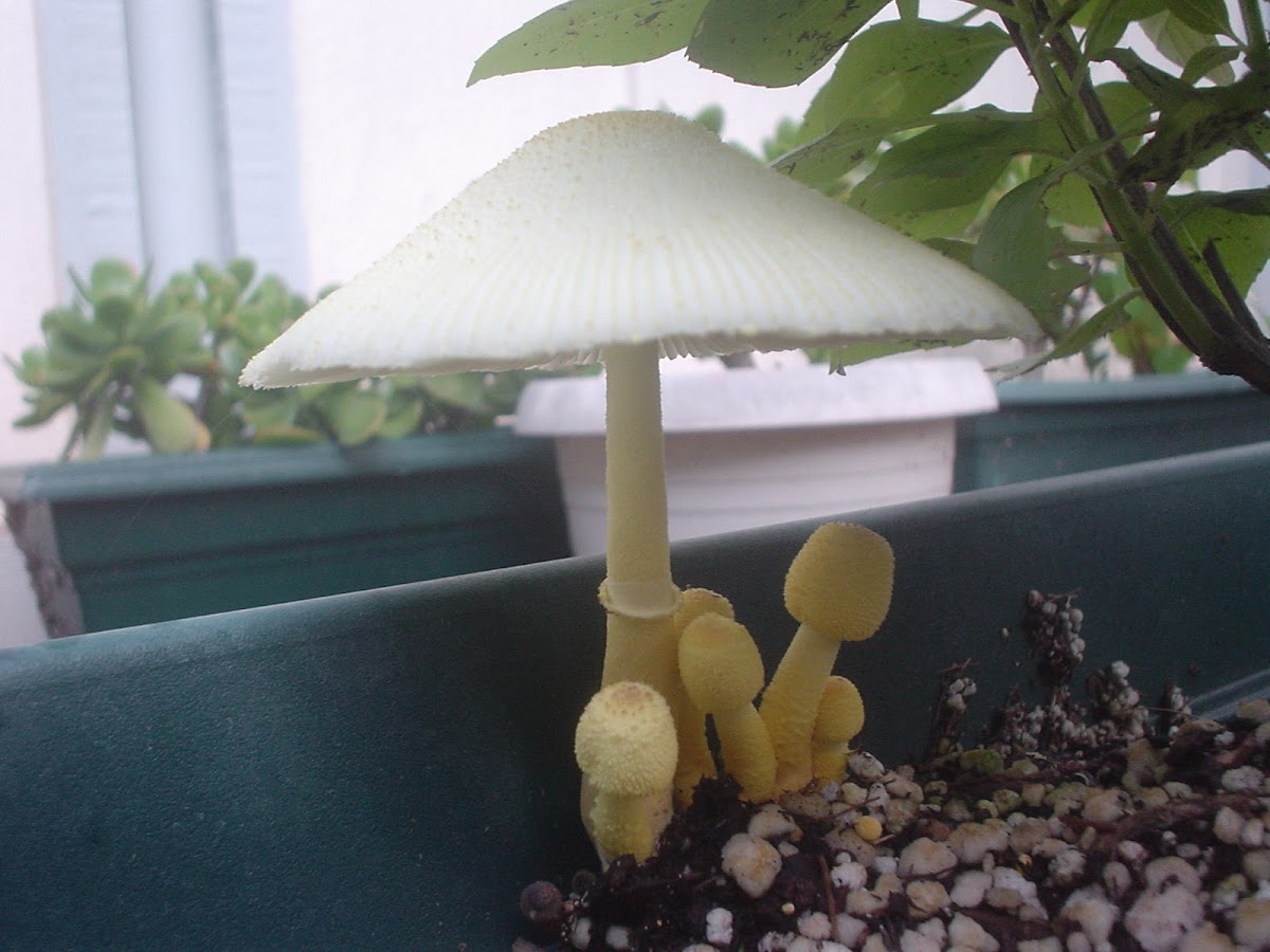 flowerpot parasol mushroom