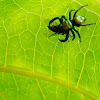 Metallic green jumping spider