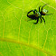 Metallic green jumping spider