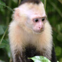 White-headed Capuchin