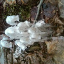 Indian pipe