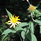 Rough-leaf Sunflower