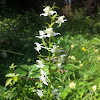 Greater butterfly-orchid, Bergnachtorchis