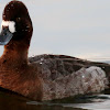 Female lesser scaup