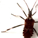 Western conifer seed bug