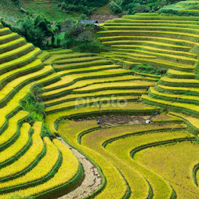 Rice Terraces by Dong Bui - Landscapes Mountains & Hills