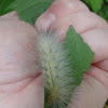 Yellow Woolybear (Caterpillar)