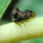 Tri-horned treehopper