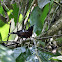 Dot-winged Antwren