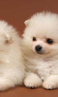 Free Download Cute Dogs Wallpapers APK for Android