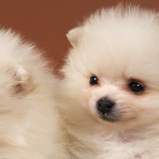 可愛い犬 壁紙 291194-可愛い犬 壁紙 pc