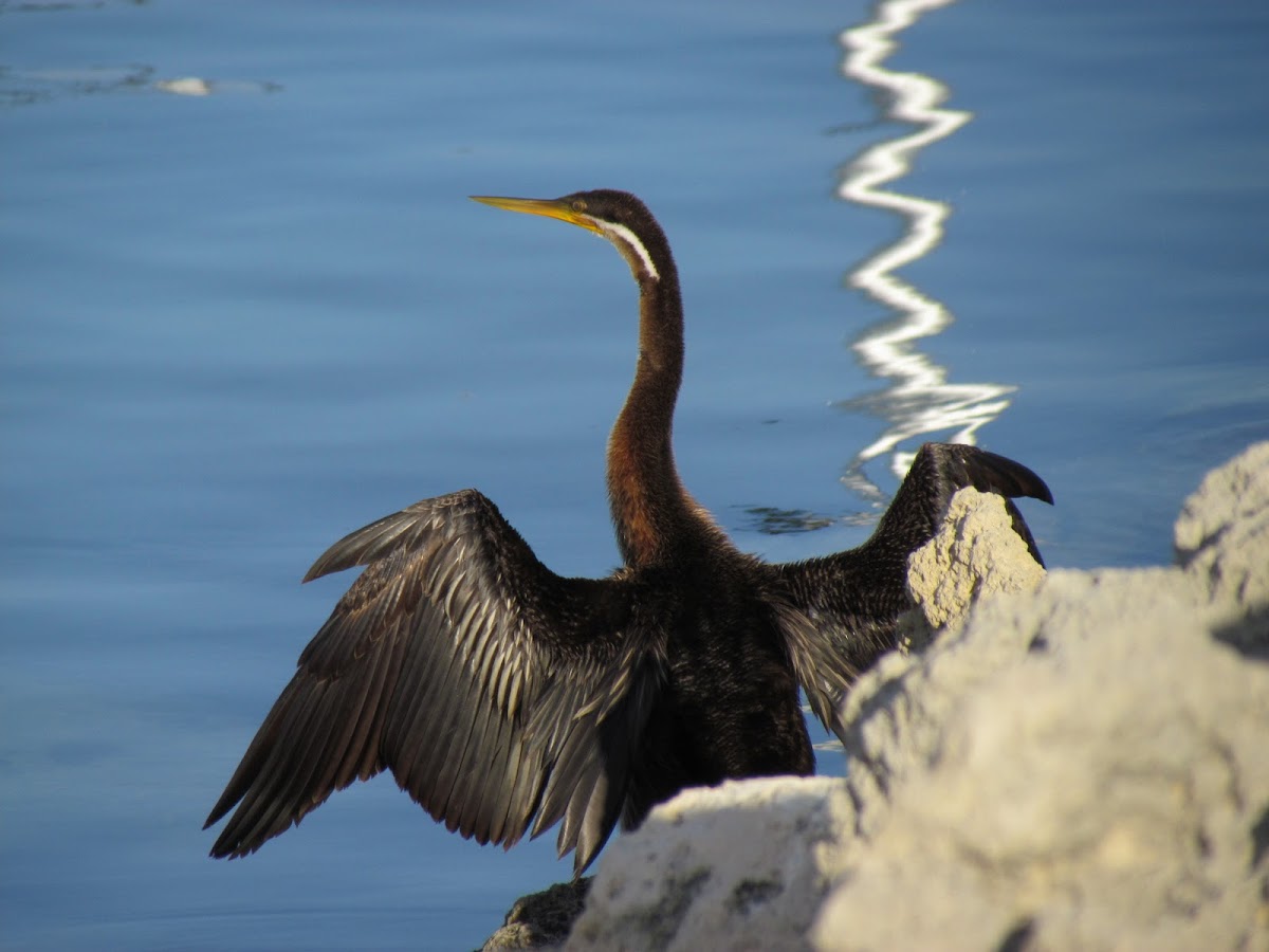 Australasian Darter