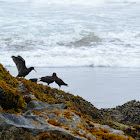 Black Oystercatcher