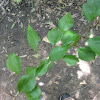 Green Hawthorn