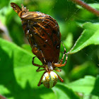 Orb-weaver spider