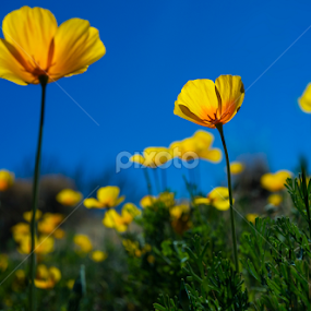 Arizona Poppies by Scott Taft - Flowers Flowers in the Wild