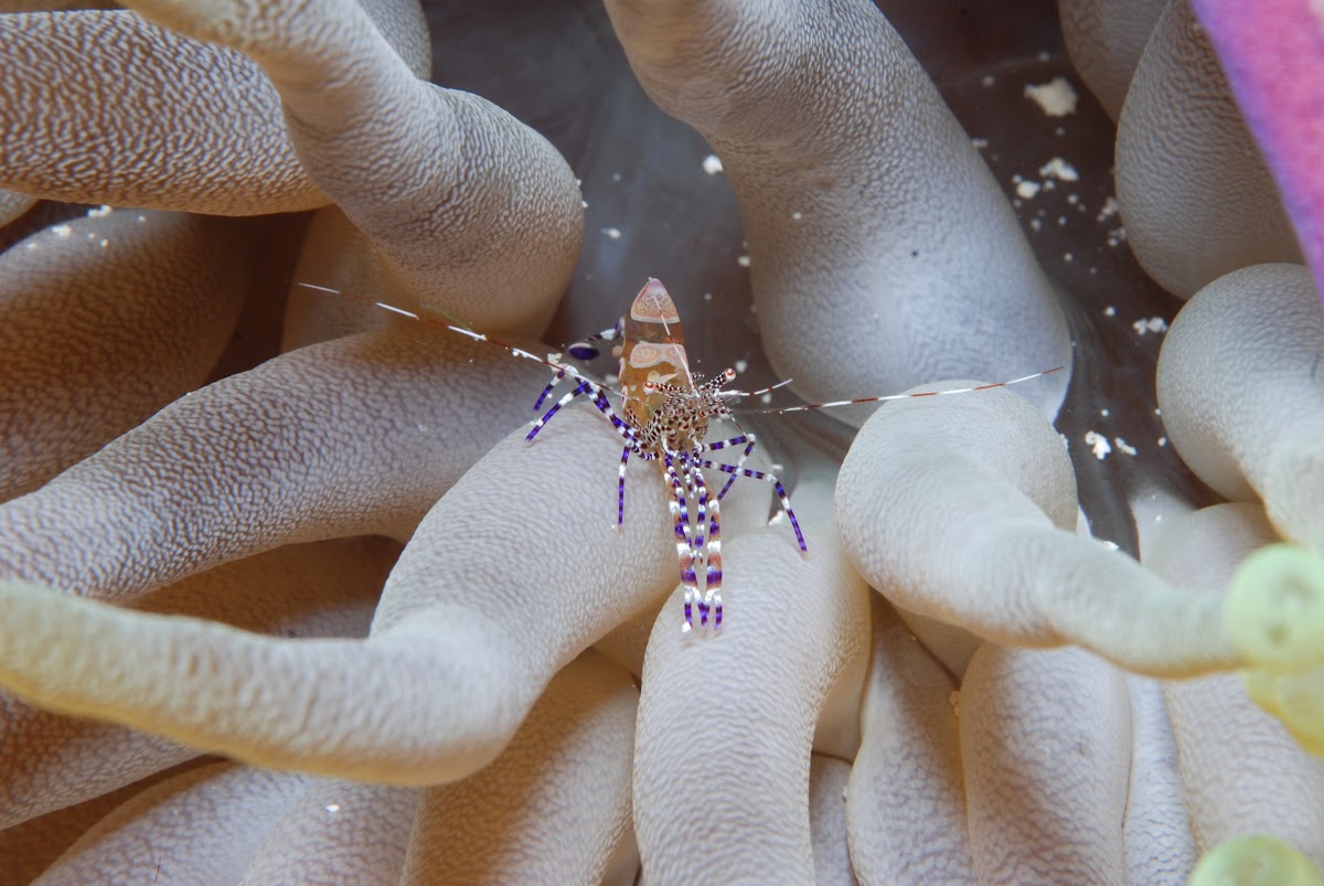 Spotted Cleaner Shrimp