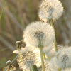 Common Dandelion