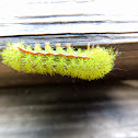 Io moth caterpillar