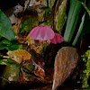 Pinwheel mushroom 