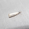Small White Grass Veneer