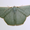 Geometrid moth