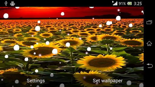 免費下載個人化APP|Sunflower live wallpaper app開箱文|APP開箱王