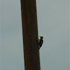 Syrian Woodpecker (Βαλκανοτσικλητάρα)