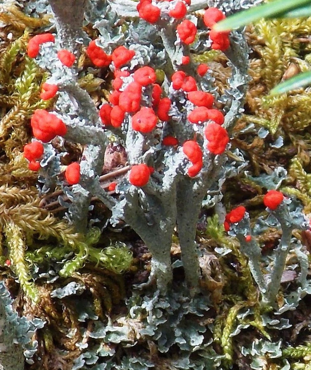 red-capped British soldiers lichens