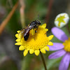 Mining Bee