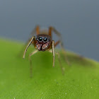 黑色蟻蛛 Myrmarachne inermichelis