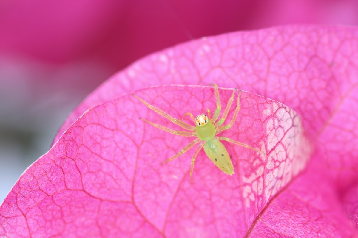 Magnolia green jumping spider