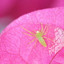 Magnolia green jumping spider