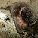 Little Bent-wing Bat