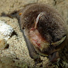Little Bent-wing Bat