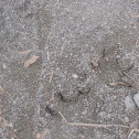 Spectacled Caiman Tracks